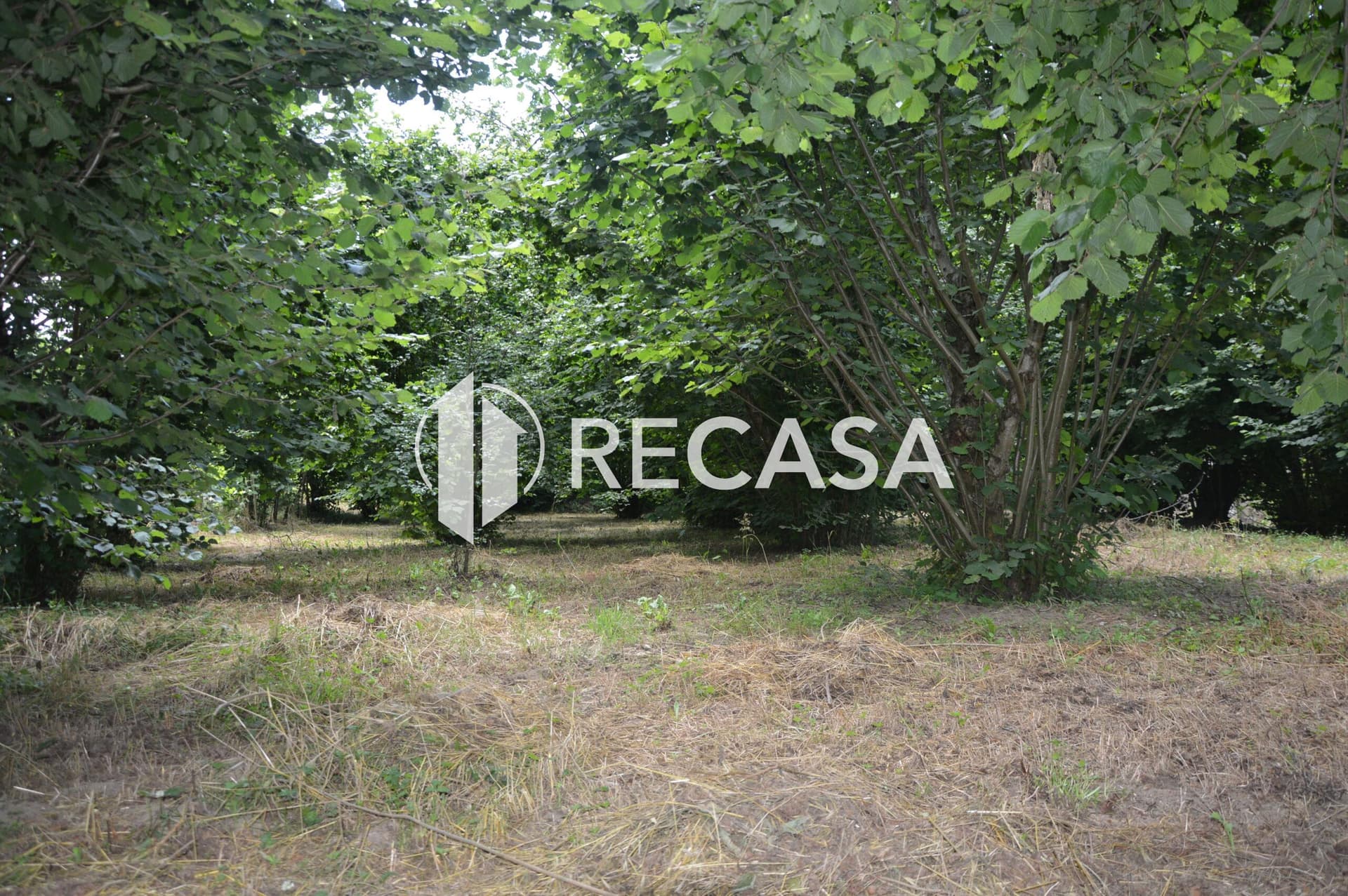 Vendesi noccioleto pianeggiante ad Atripalda - Foto 4