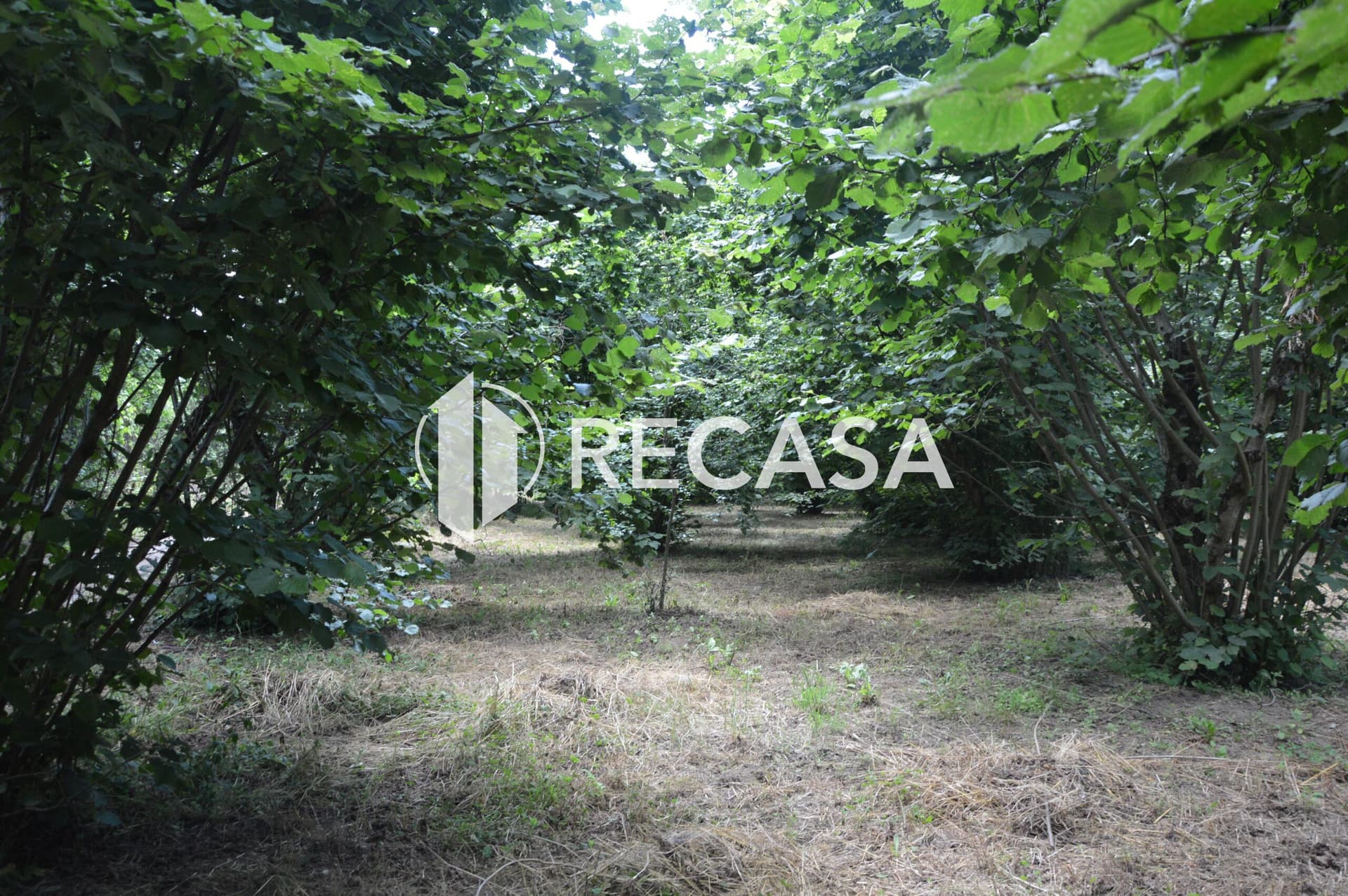 Vendesi noccioleto pianeggiante ad Atripalda - Foto 5