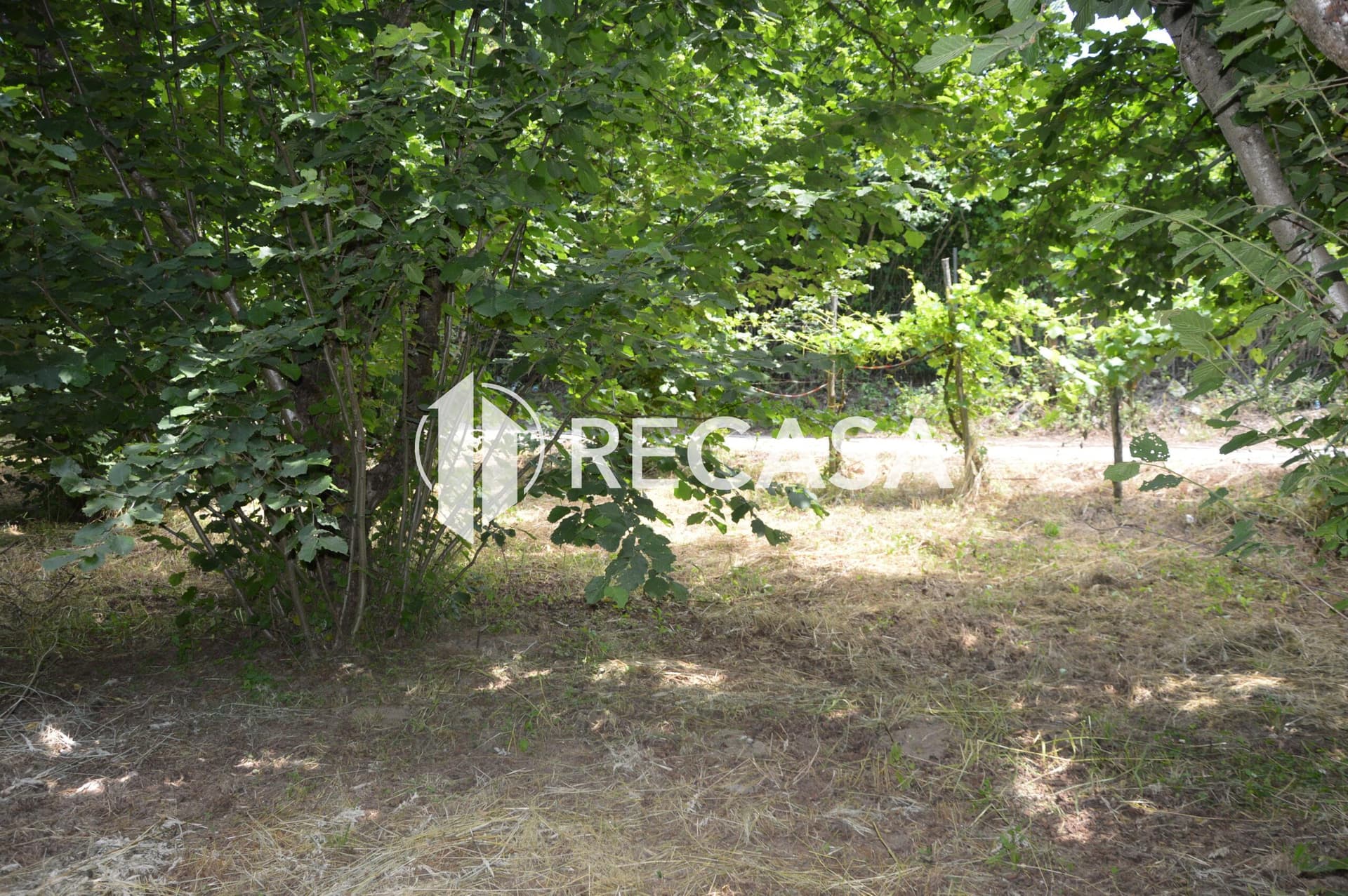 Vendesi noccioleto pianeggiante ad Atripalda - Foto 14