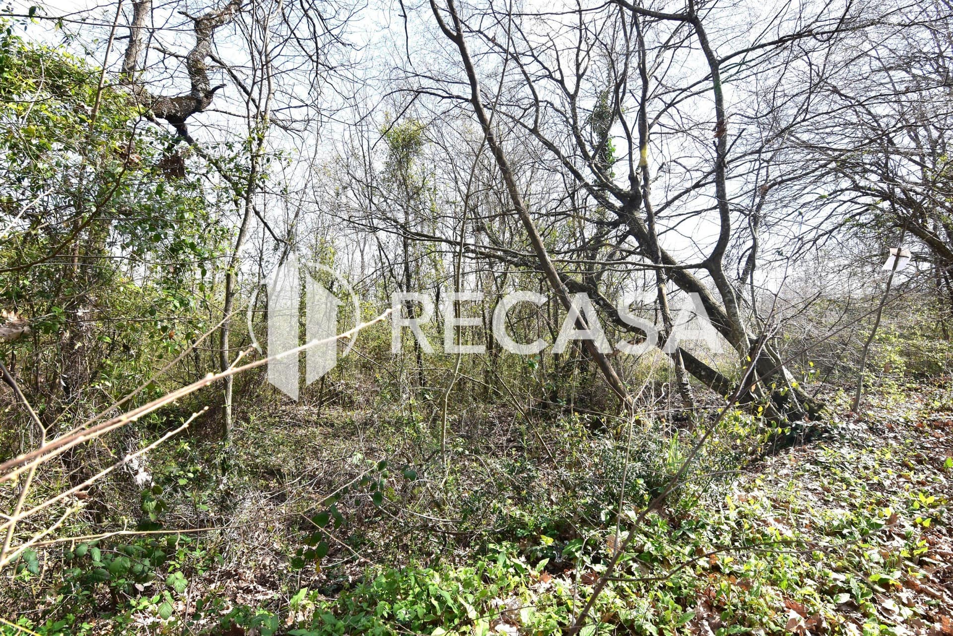 Vendita lotto agricolo San Barbato Manocalzati - Foto 13