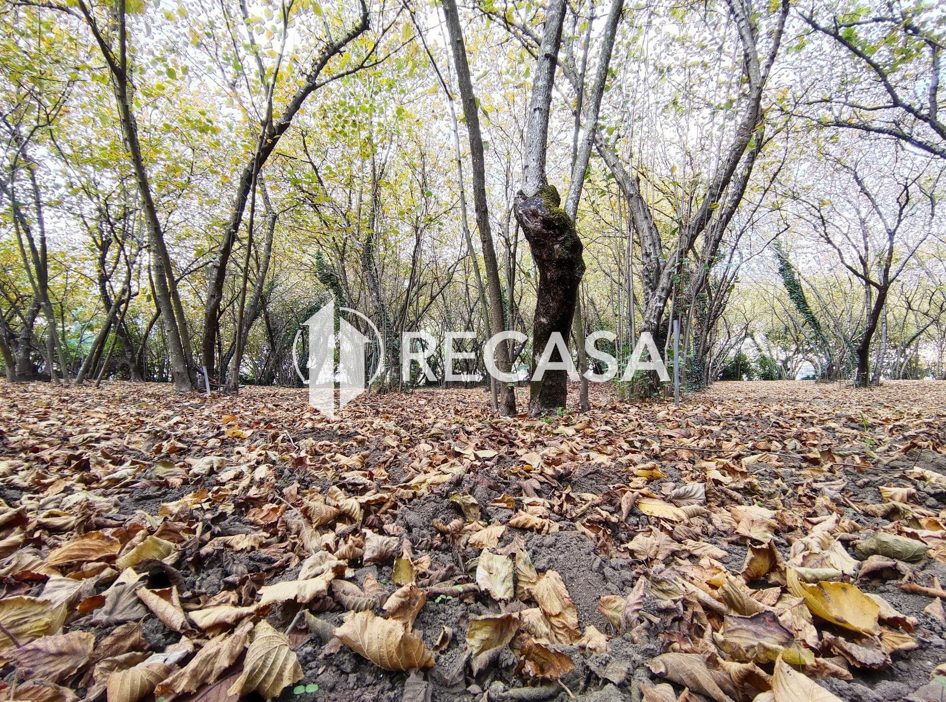 Vendita Noccioleto Atripalda - Foto 4