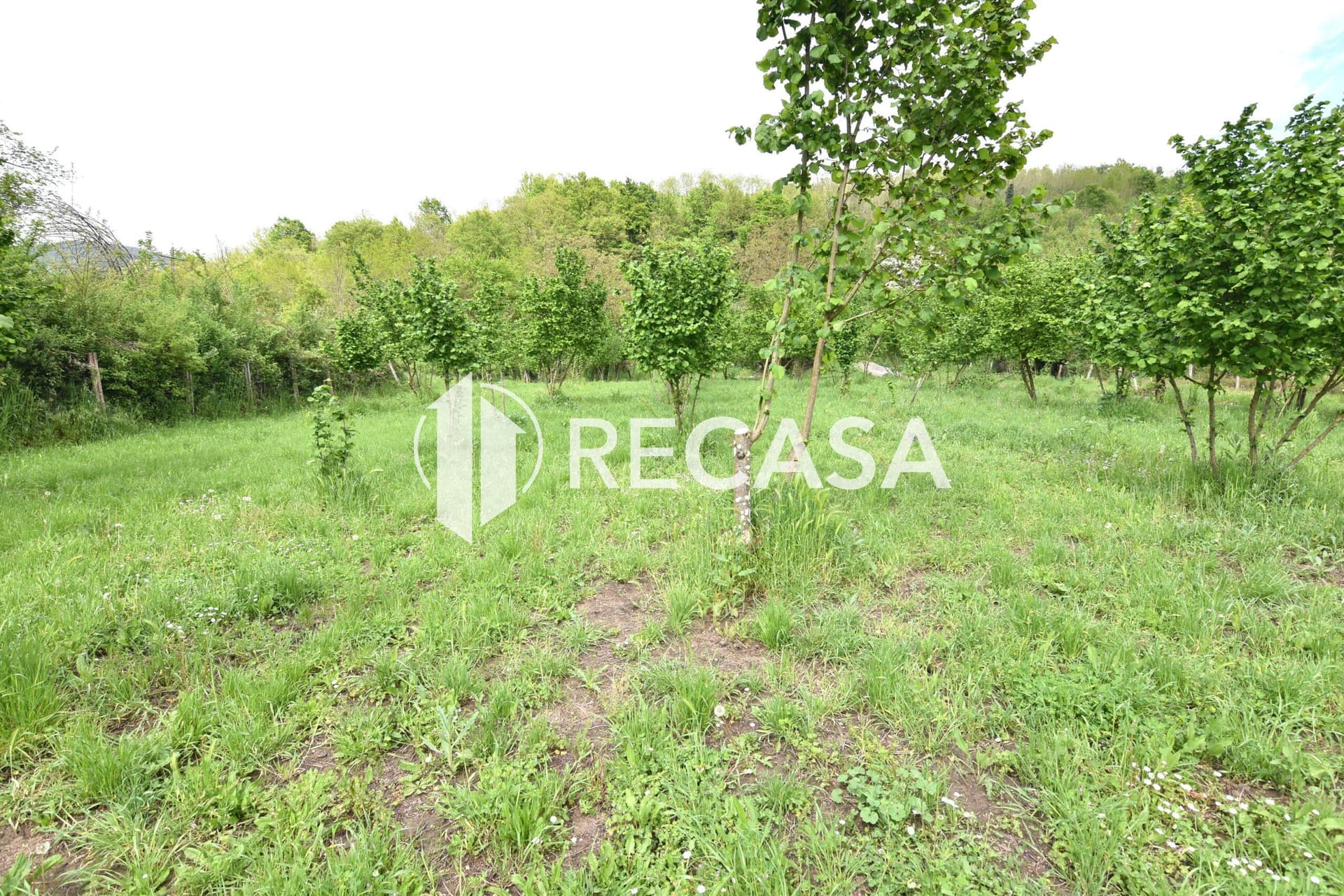Vendita noccioleto con pozzo Tufo - Foto 2