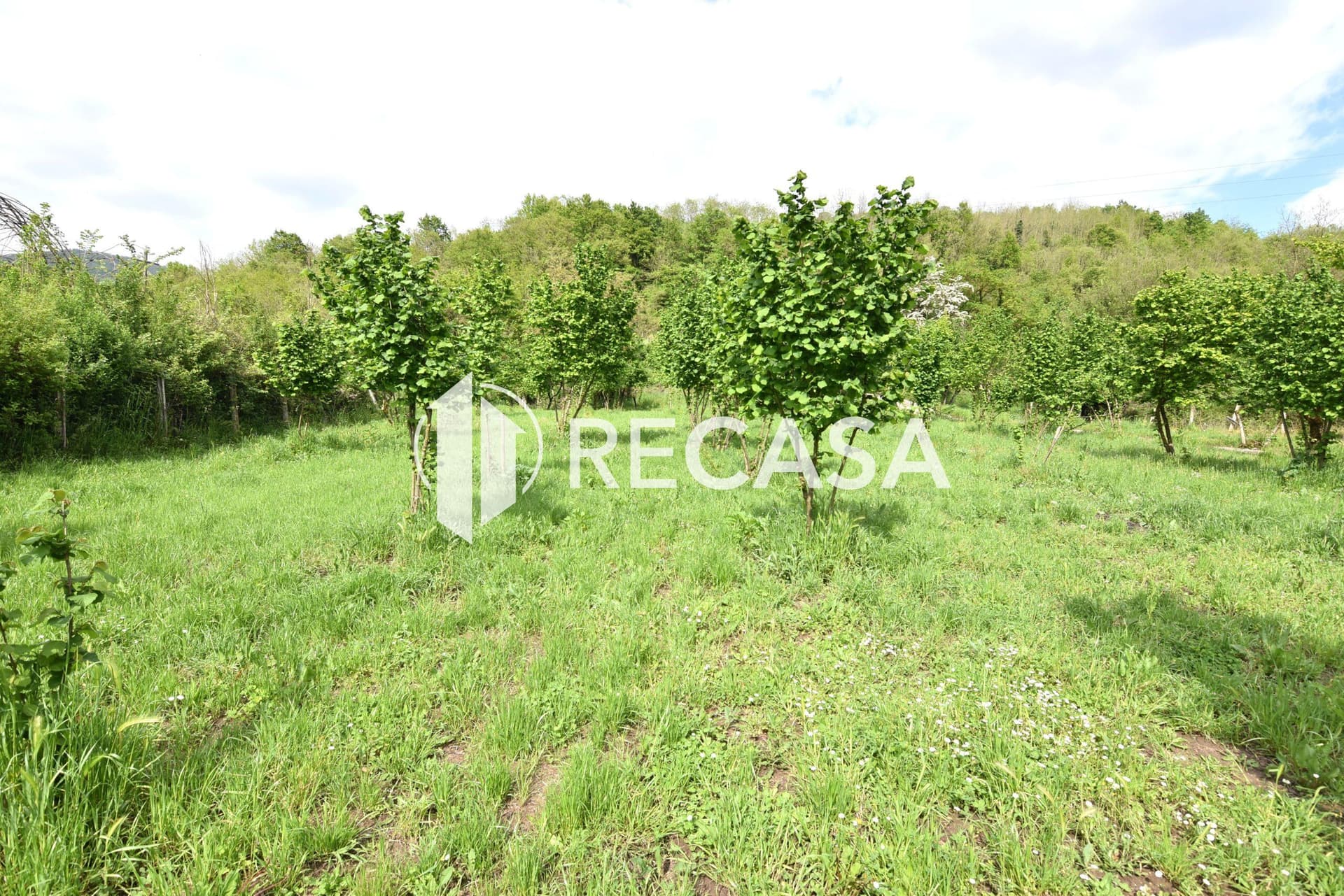 Vendita noccioleto con pozzo Tufo - Foto 3