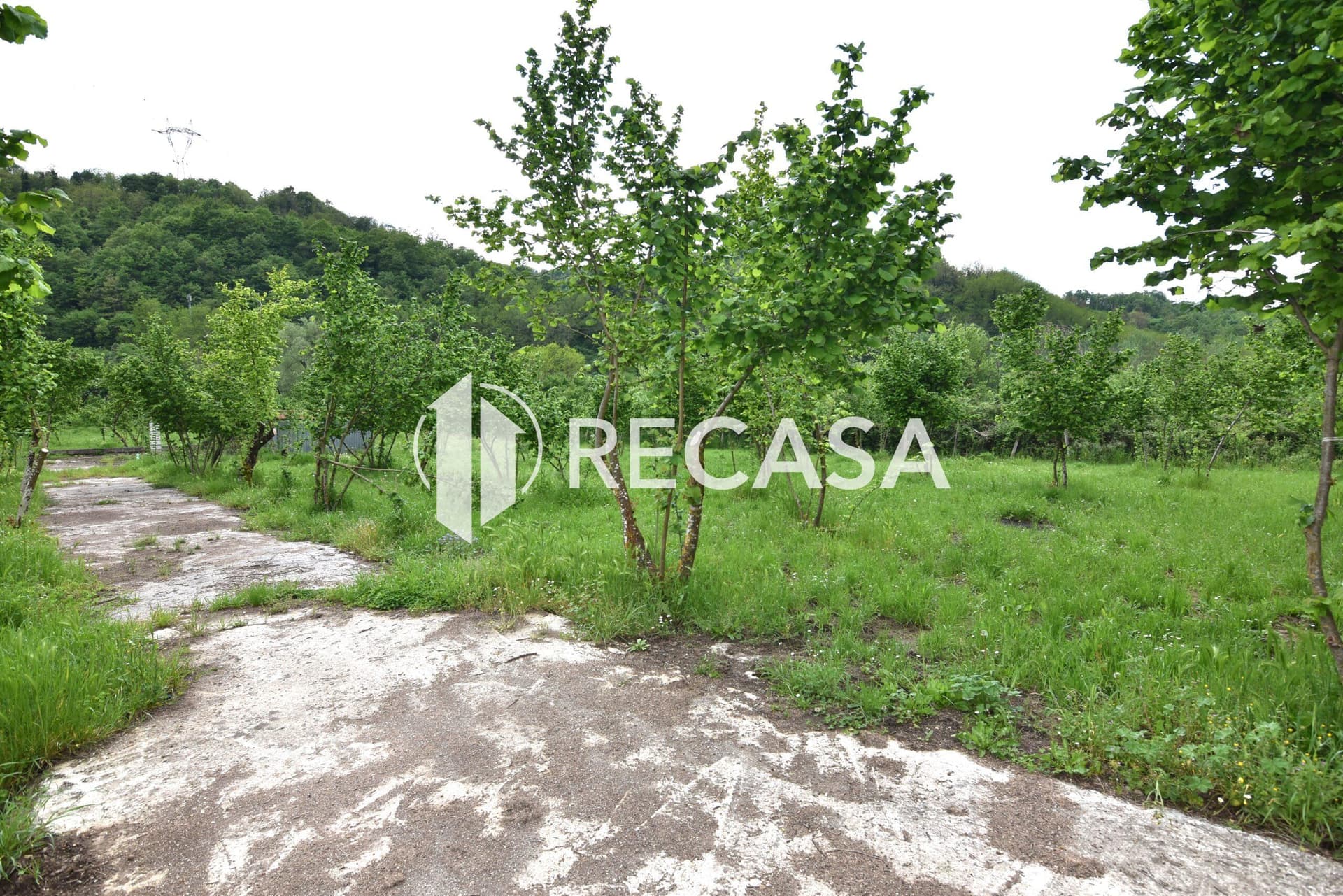 Vendita noccioleto con pozzo Tufo - Foto 15