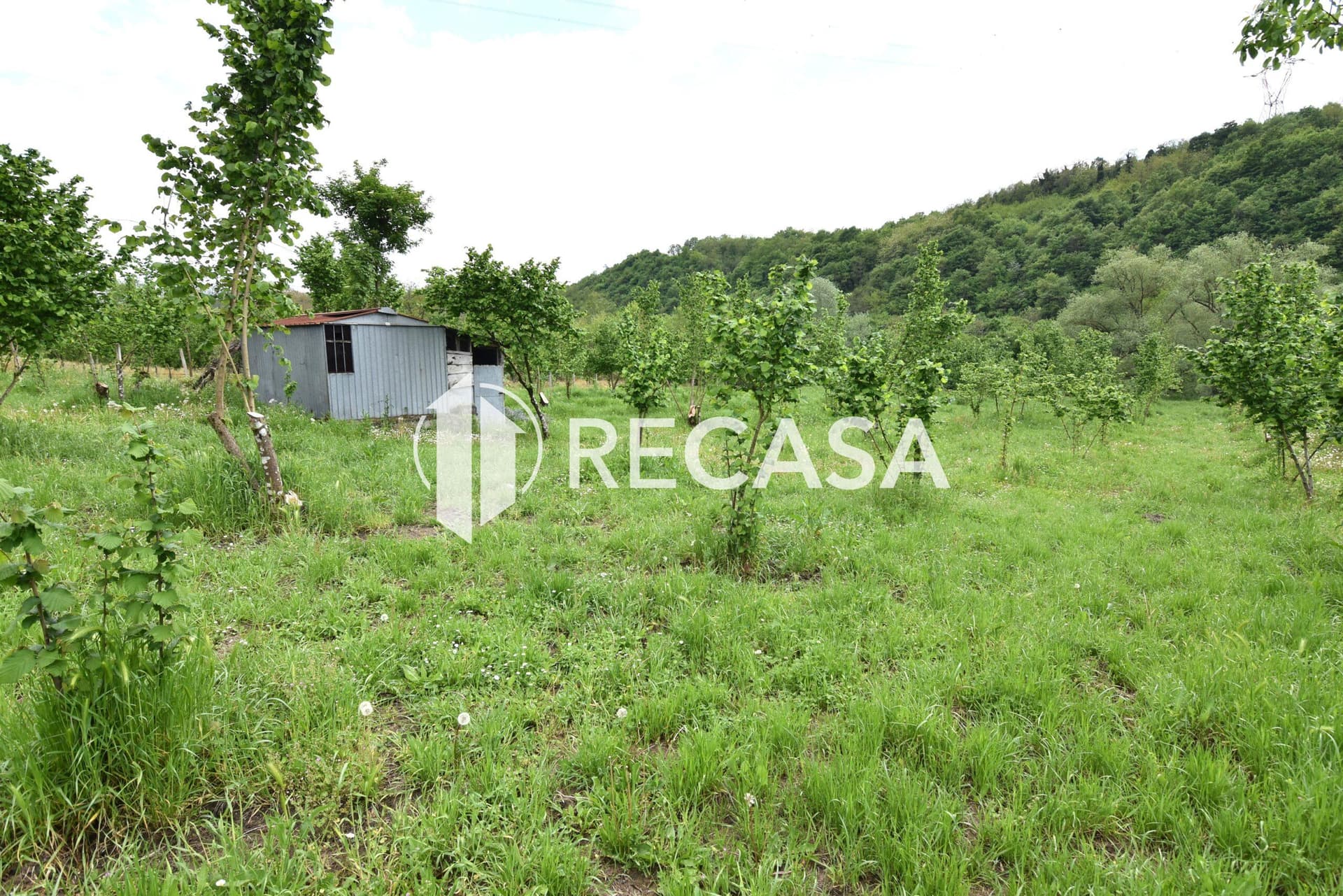 Vendita noccioleto con pozzo Tufo - Foto 17