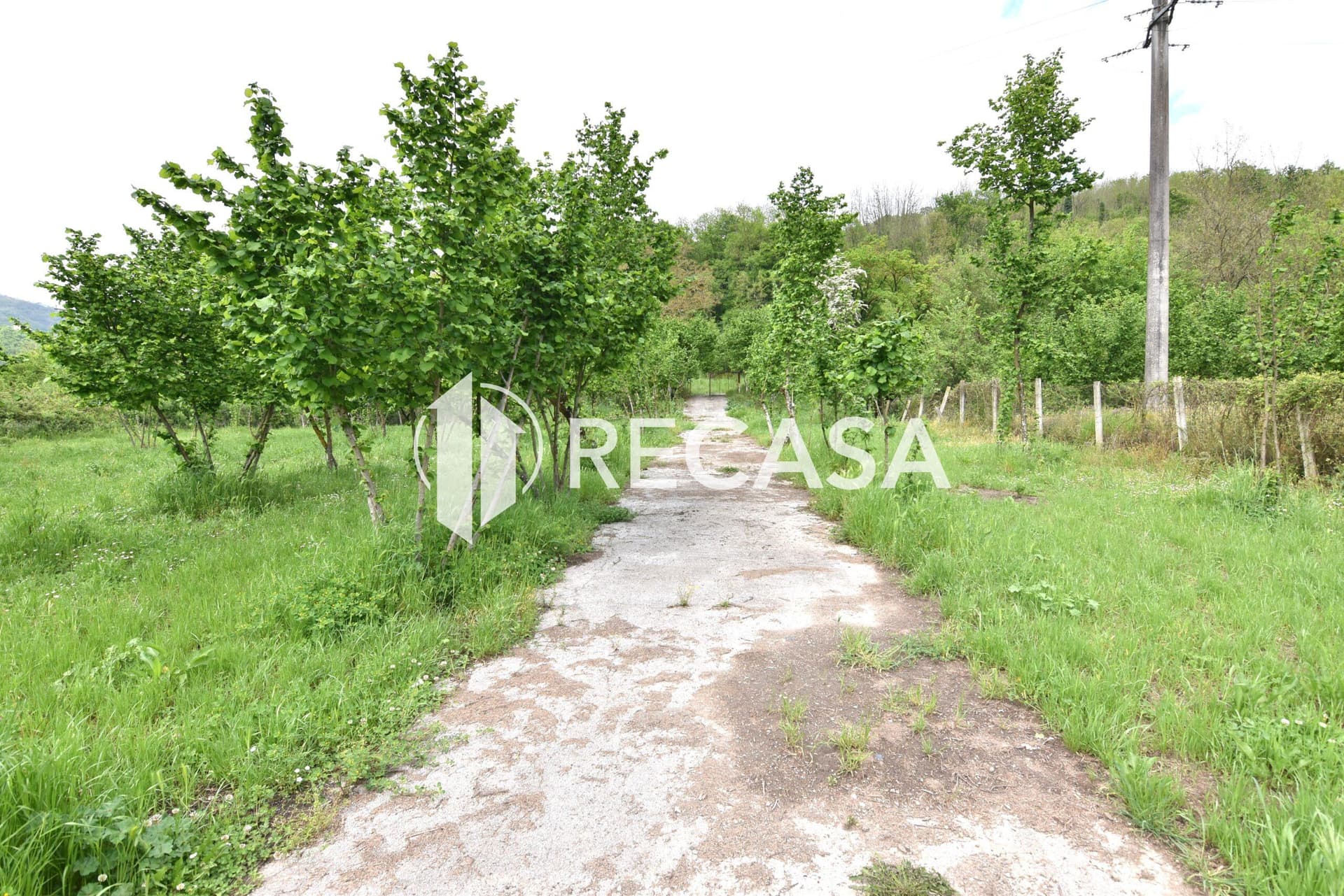 Vendita noccioleto con pozzo Tufo - Foto 18