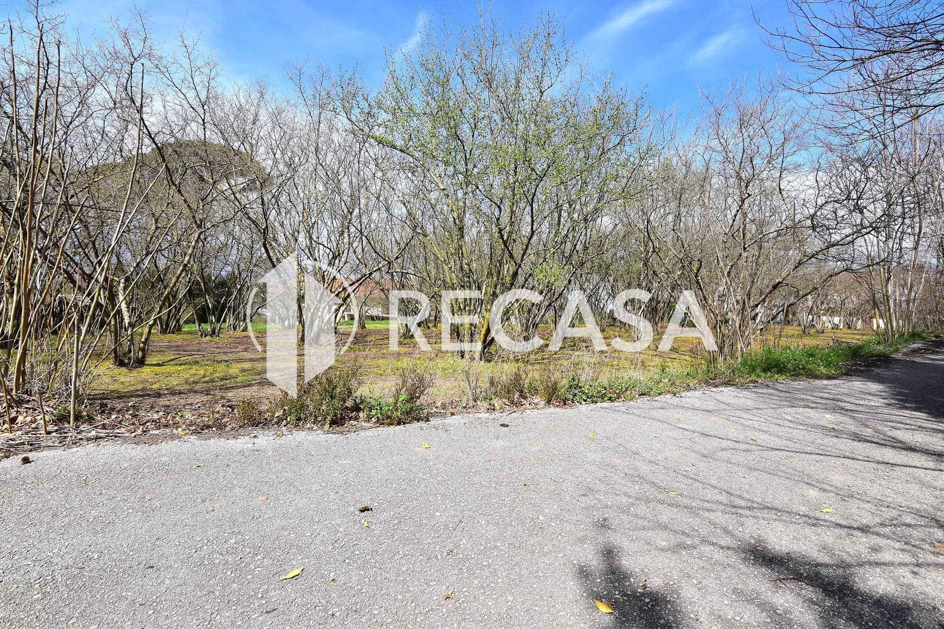 Vendita noccioleto pianeggiante Manocalzati - Foto 4