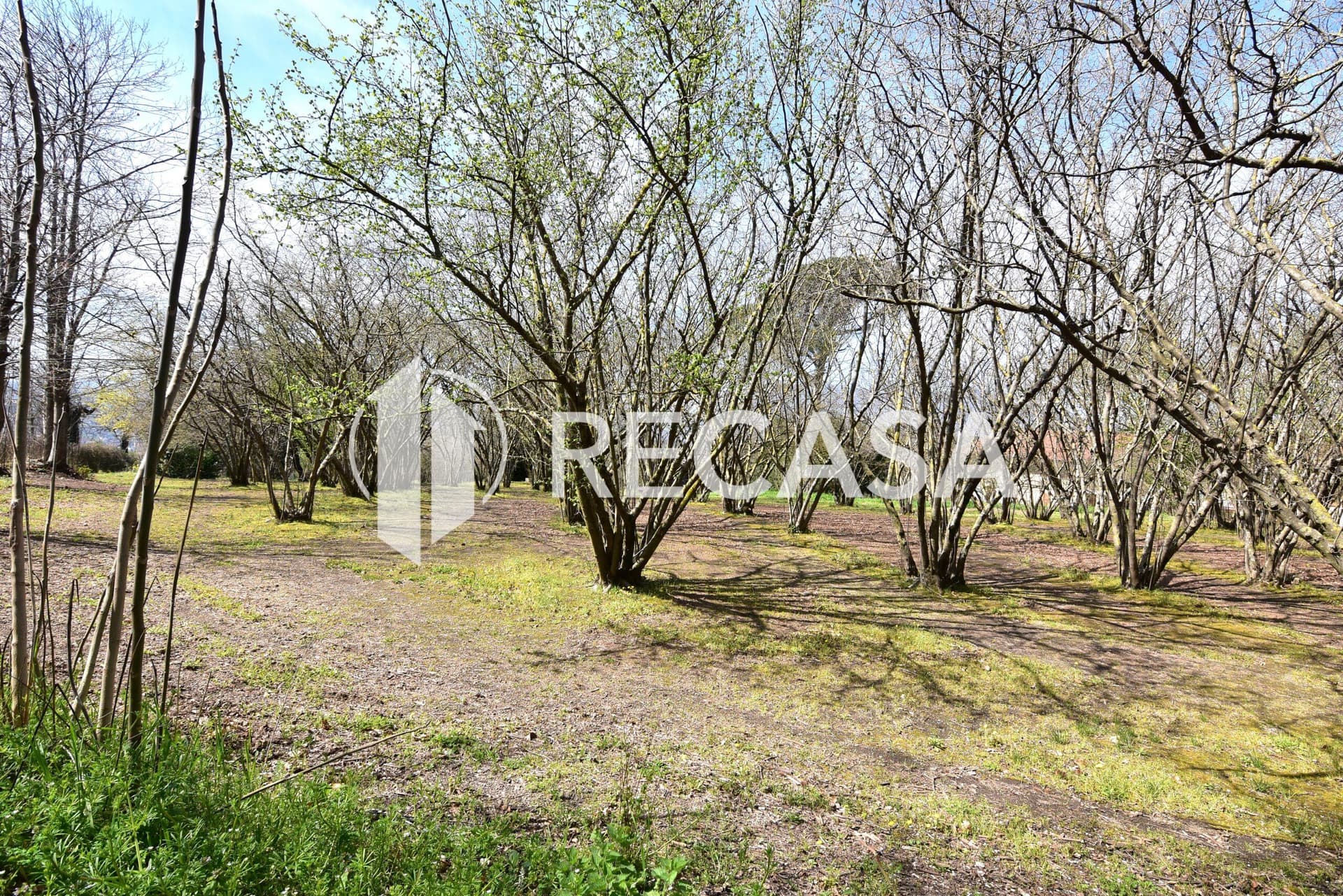 Vendita noccioleto pianeggiante Manocalzati - Foto 5