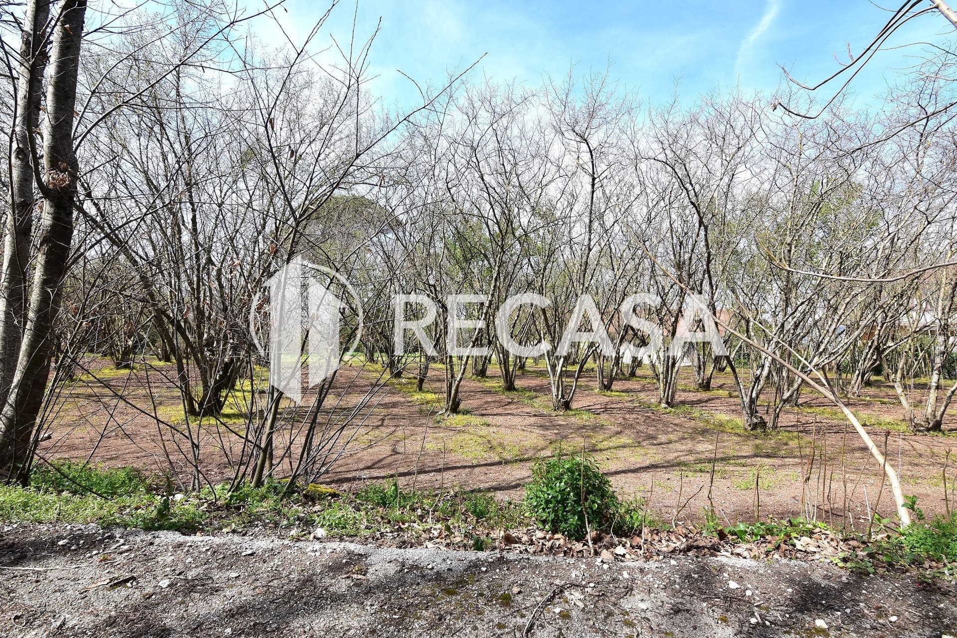 Vendita noccioleto pianeggiante Manocalzati - Foto 6