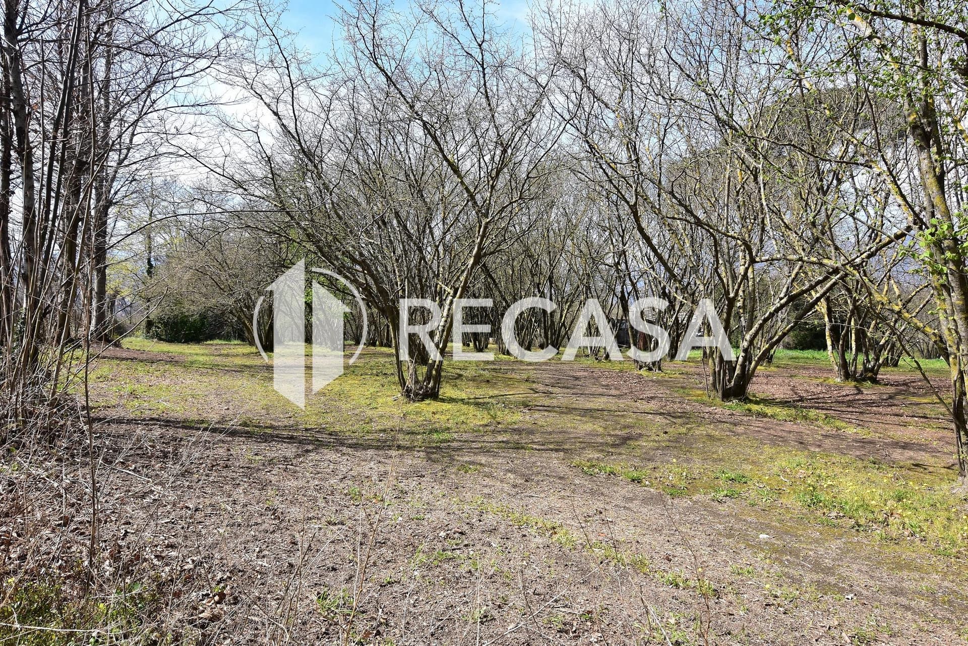 Vendita noccioleto pianeggiante Manocalzati - Foto 15