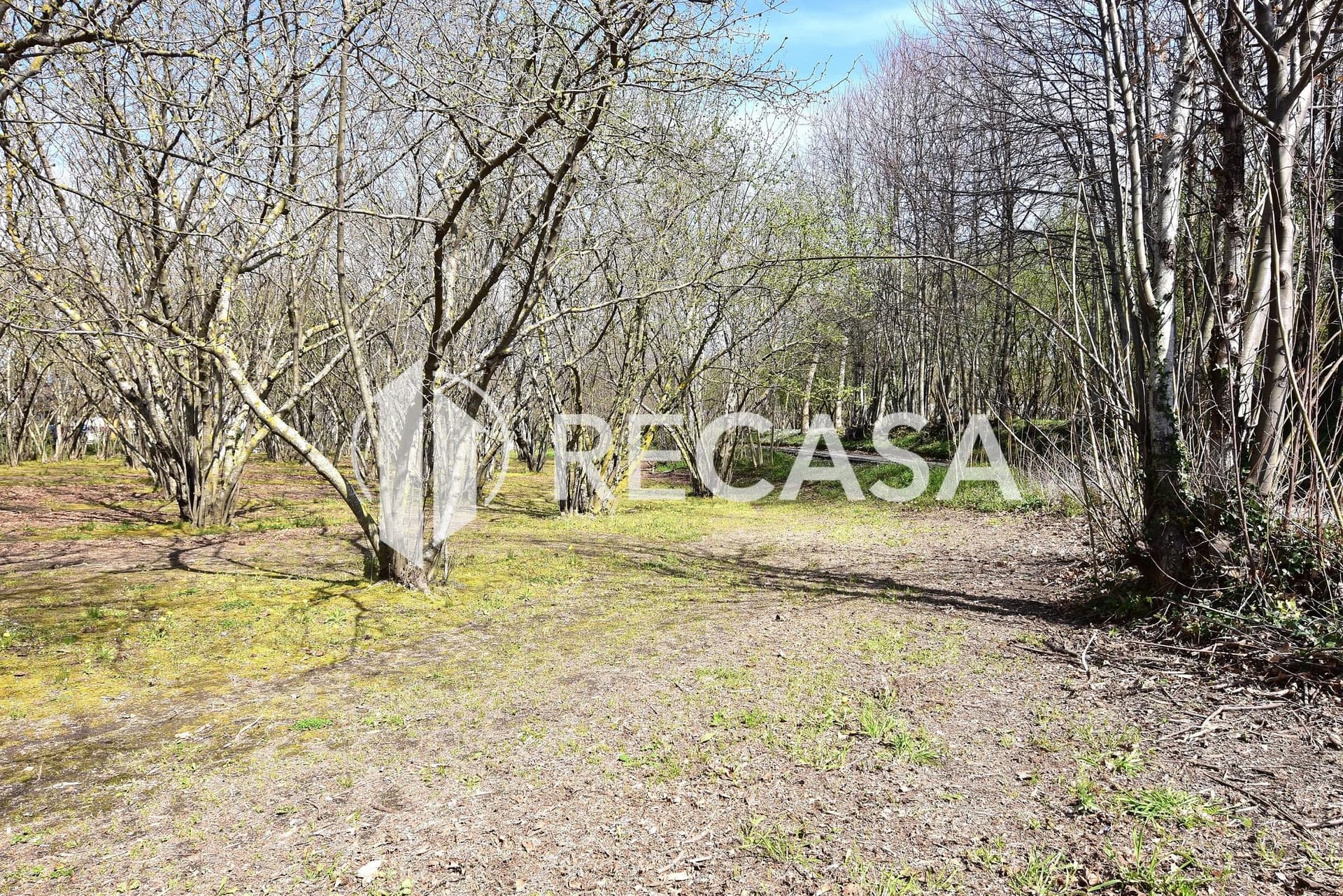 Vendita noccioleto pianeggiante Manocalzati - Foto 17