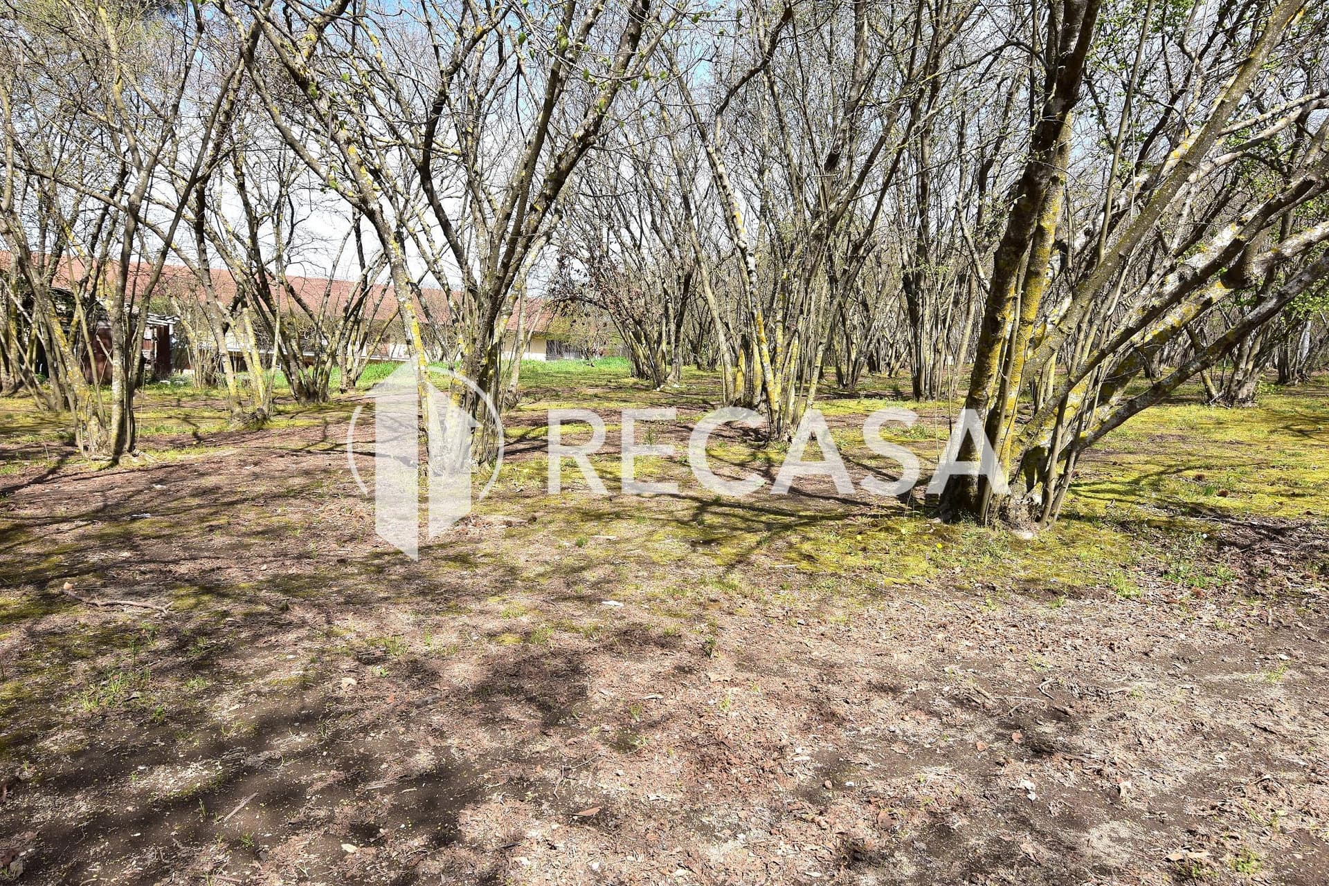 Vendita noccioleto pianeggiante Manocalzati - Foto 21